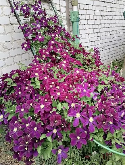 Загородная жизнь - обустройство на земле во всем разнообразии
