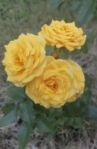 Загородная жизнь - обустройство на земле во всем разнообразии