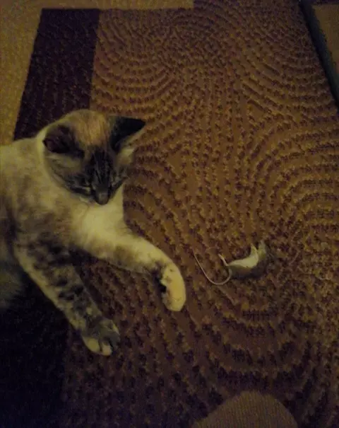 Чайная беседка