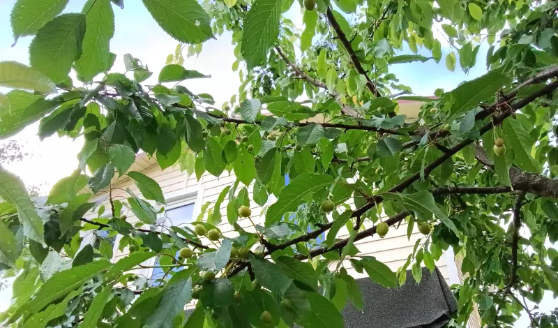 Загородная жизнь - обустройство на земле во всем разнообразии
