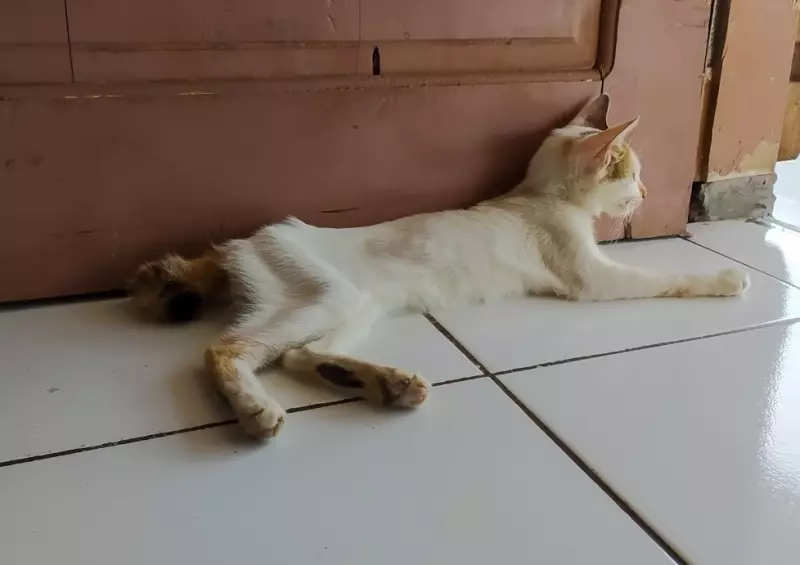 Ветеринарная: проблемы со здоровьем домашних животных