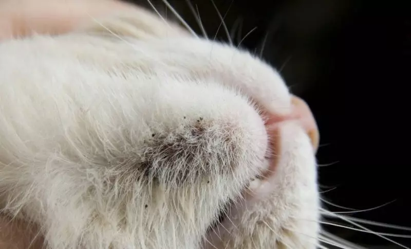 Ветеринарная: проблемы со здоровьем домашних животных