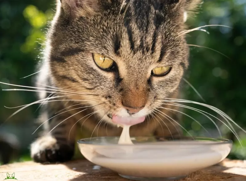 Ветеринарная: проблемы со здоровьем домашних животных