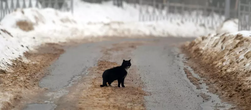 Ветеринарная: проблемы со здоровьем домашних животных