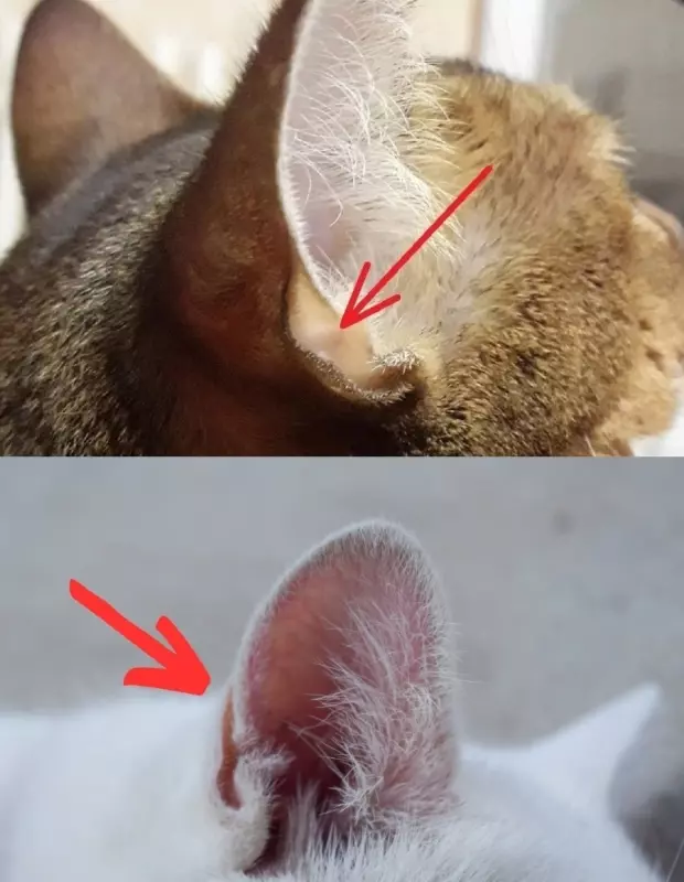 Ветеринарная: проблемы со здоровьем домашних животных