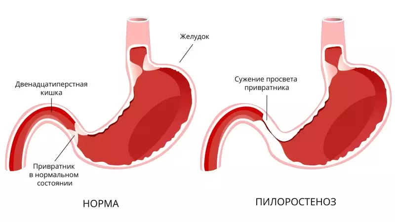 Ветеринарная: проблемы со здоровьем домашних животных