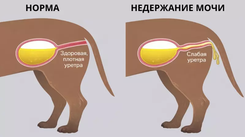 Ветеринарная: проблемы со здоровьем домашних животных