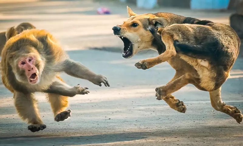 Эти забавные животные