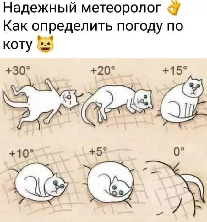 Кто сказал "Мяу"?