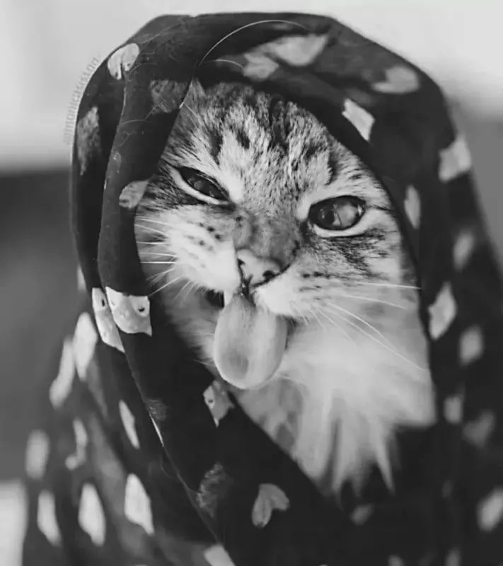 Кто сказал "Мяу"?