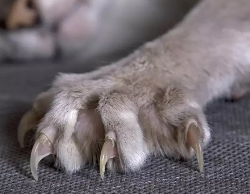 Кто сказал "Мяу"?