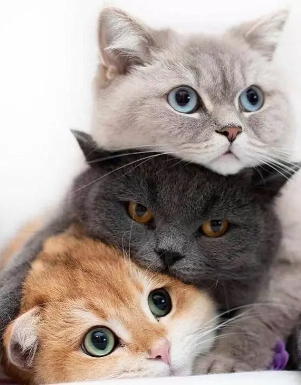 Кто сказал "Мяу"?