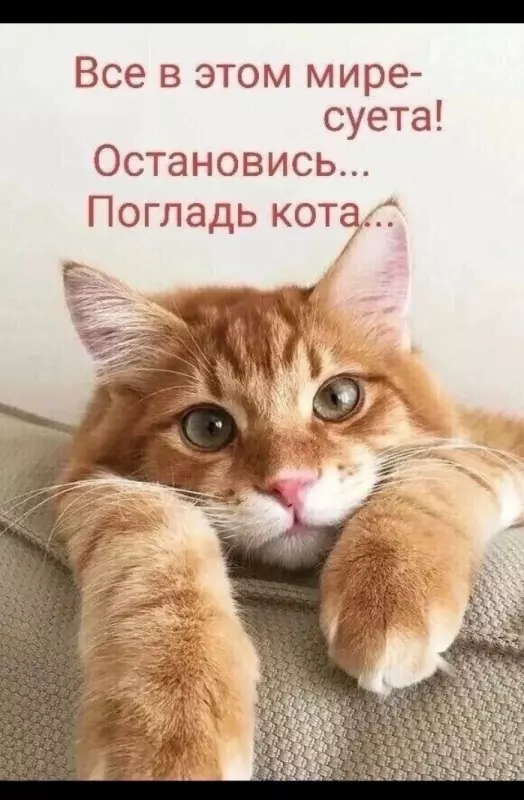 Позитивчик (фото, видео, рассказы для хорошего настроения)