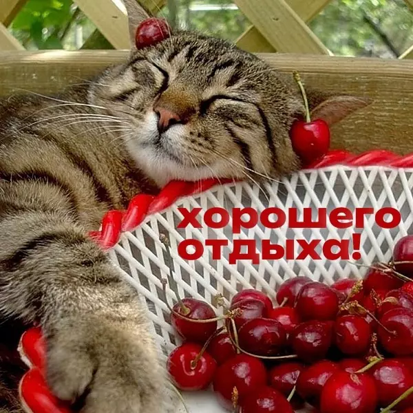 Позитивчик (фото, видео, рассказы для хорошего настроения)