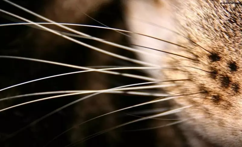 Это интересно!