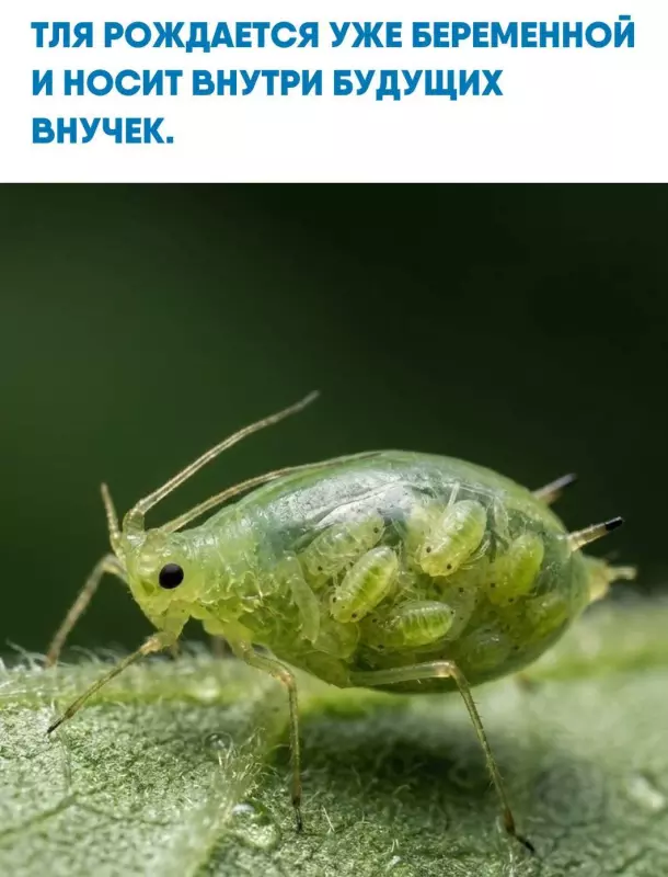 Это интересно!