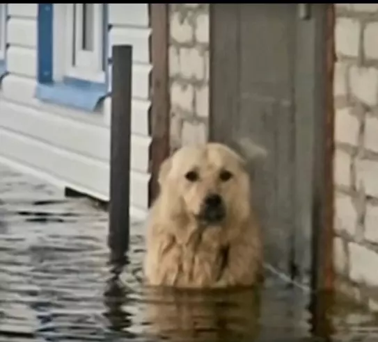 Пусть и не смешно