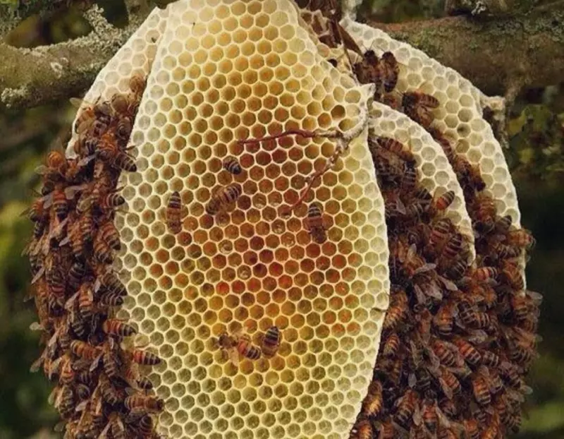 Пчёлки очень любят мёд