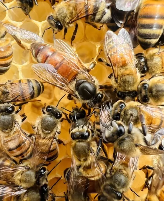 Пчёлки очень любят мёд