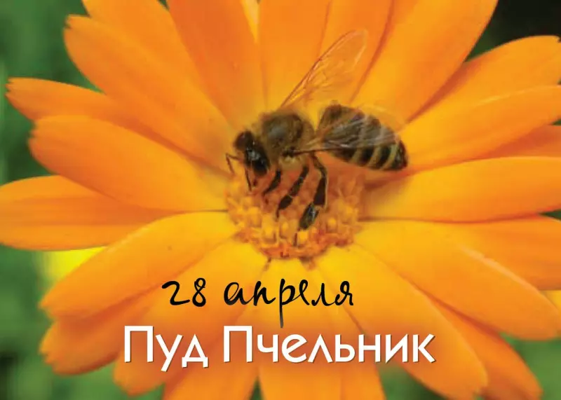 Пчёлки очень любят мёд