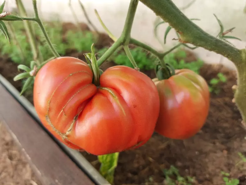 Загородная жизнь - обустройство на земле во всем разнообразии