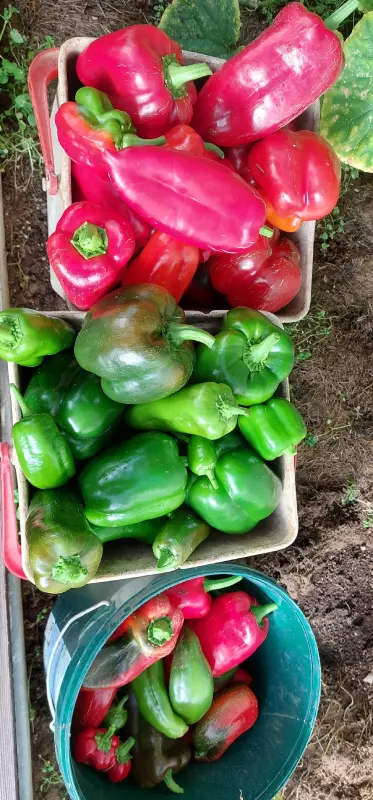 Загородная жизнь - обустройство на земле во всем разнообразии