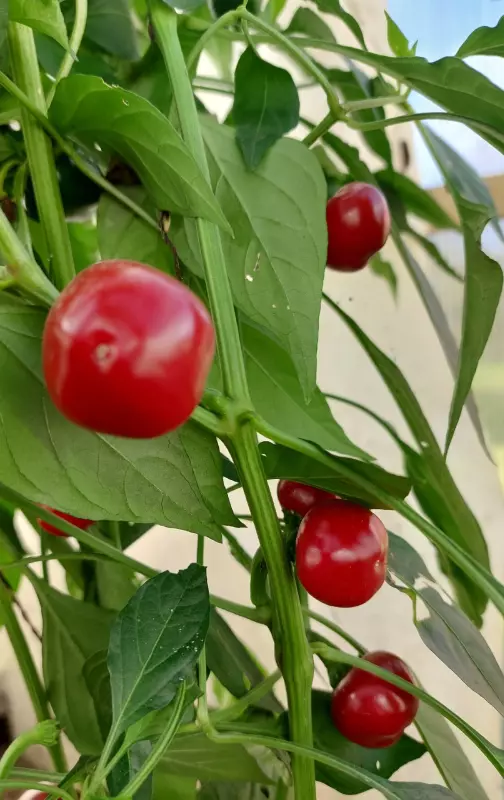 Загородная жизнь - обустройство на земле во всем разнообразии