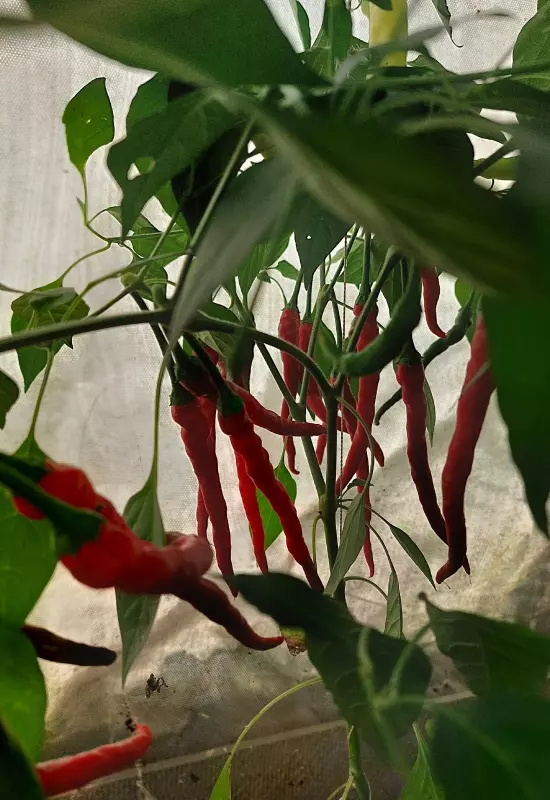 Загородная жизнь - обустройство на земле во всем разнообразии