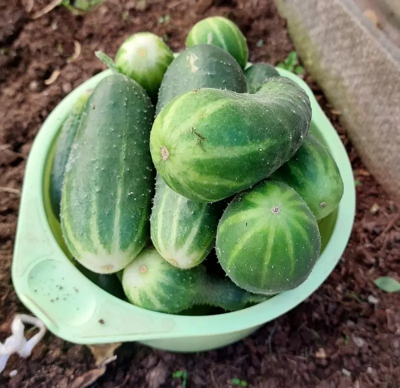 Загородная жизнь - обустройство на земле во всем разнообразии