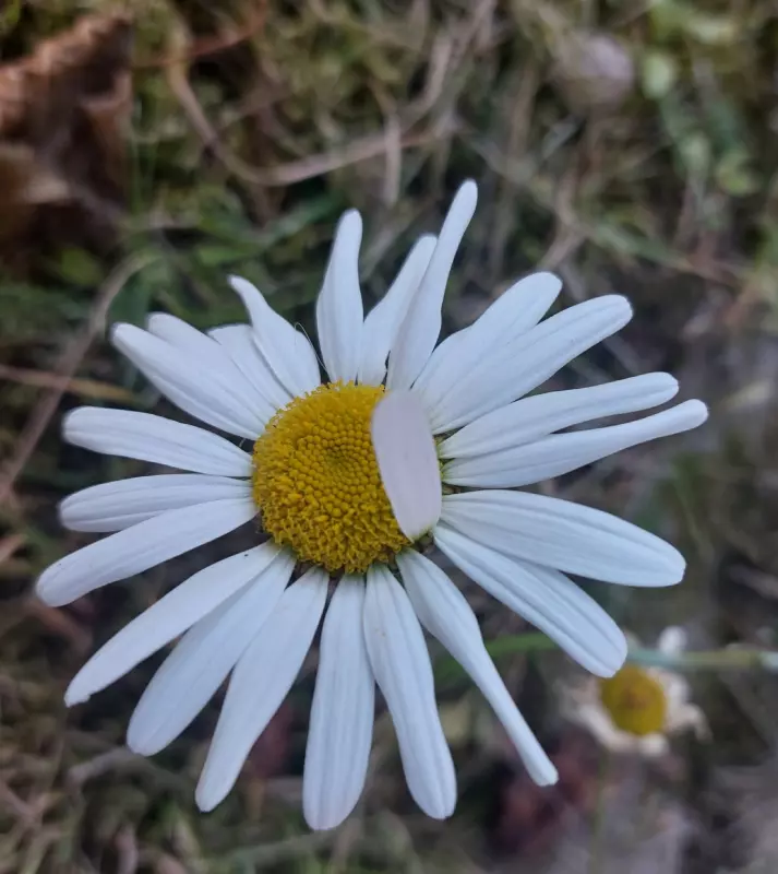 Загородная жизнь - обустройство на земле во всем разнообразии