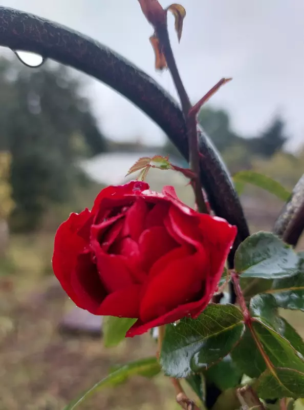 Загородная жизнь - обустройство на земле во всем разнообразии