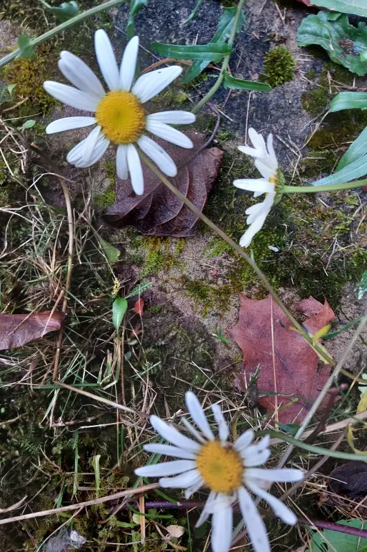 Загородная жизнь - обустройство на земле во всем разнообразии