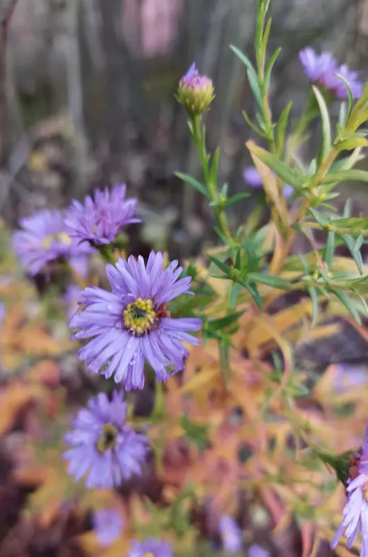 Загородная жизнь - обустройство на земле во всем разнообразии