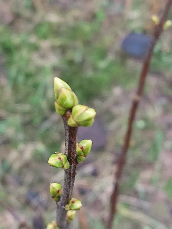 Загородная жизнь - обустройство на земле во всем разнообразии
