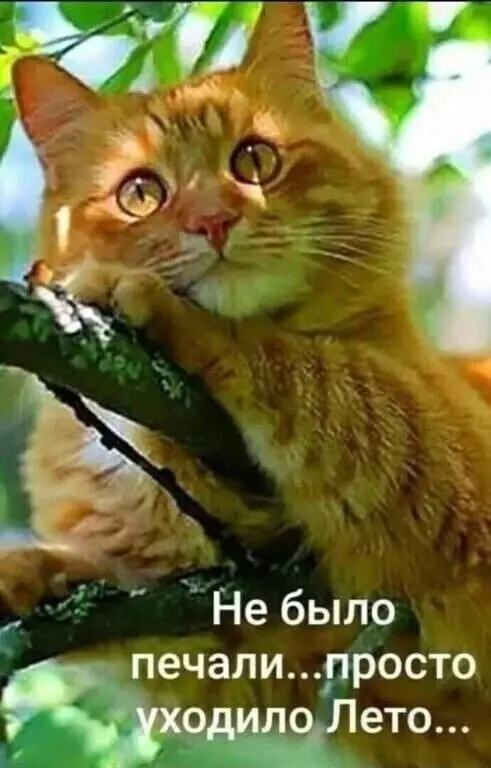 Кафе "У пани Сони"
