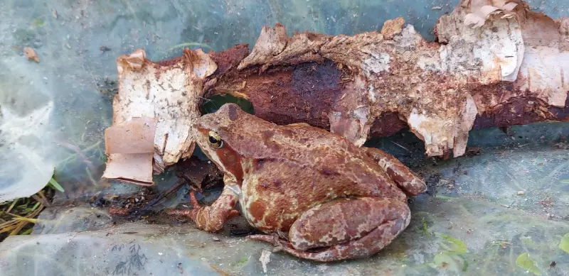 Кафе "У пани Сони"
