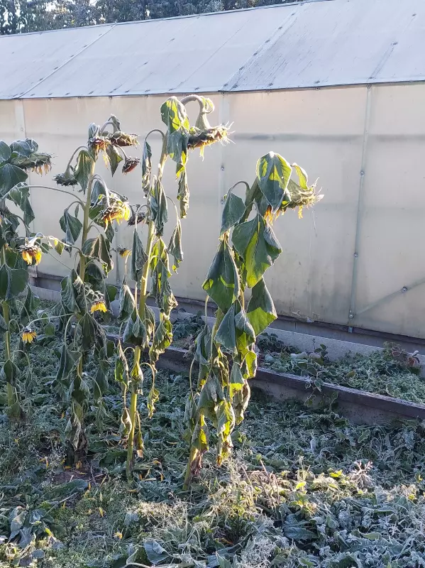 Кафе "У пани Сони"