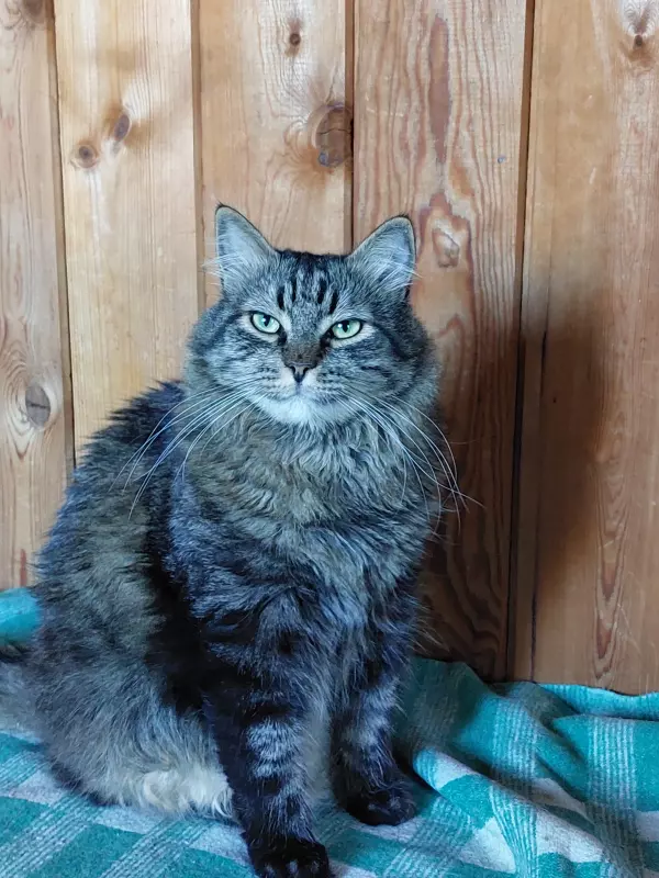 Кафе "У пани Сони"