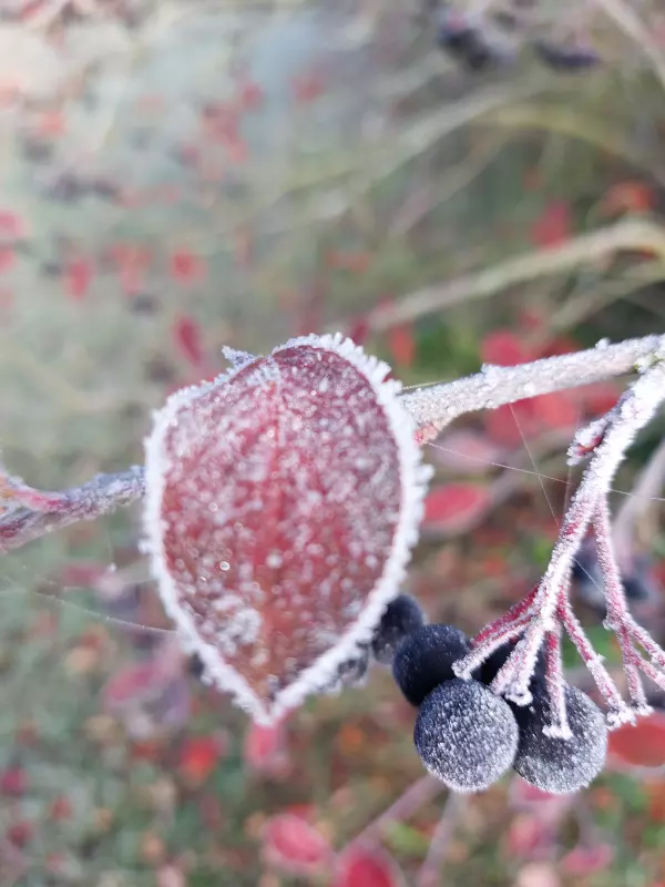 Кафе "У пани Сони"