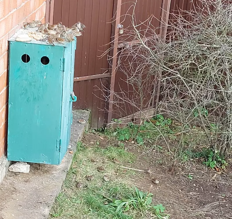 Кафе "У пани Сони"