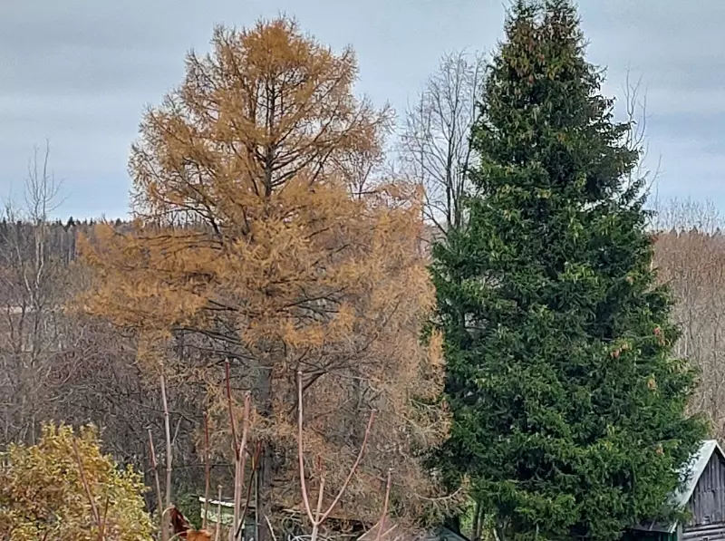 Кафе "У пани Сони"