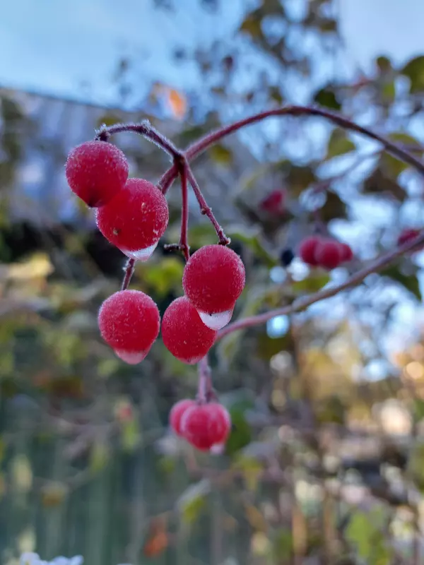 Кафе "У пани Сони"
