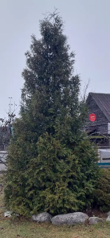 Кафе "У пани Сони"