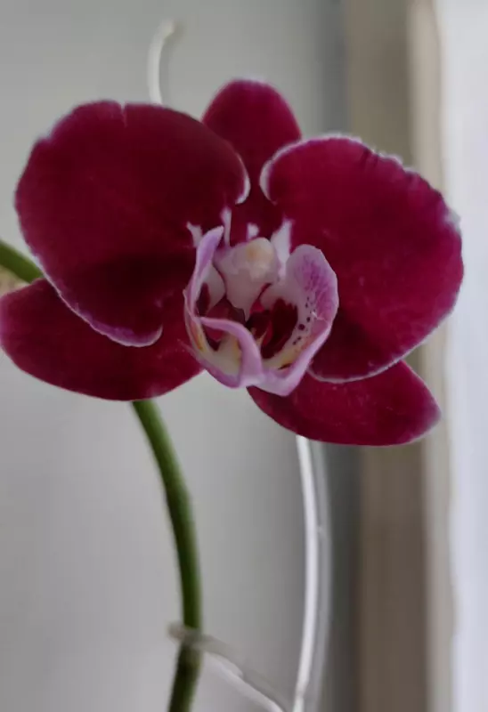 Кафе "У пани Сони"