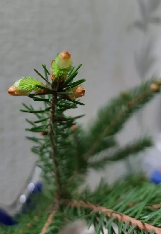 Кафе "У пани Сони"