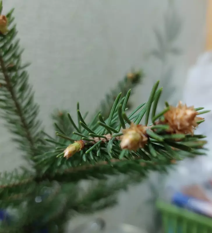 Кафе "У пани Сони"