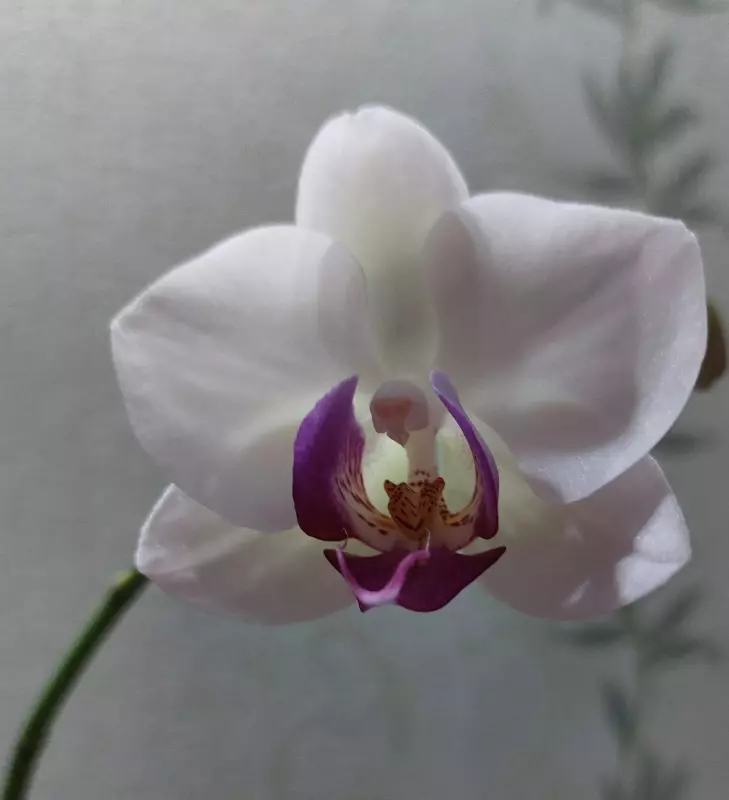 Кафе "У пани Сони"