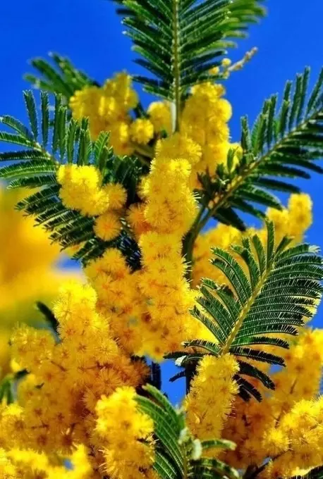 Кафе "У пани Сони"