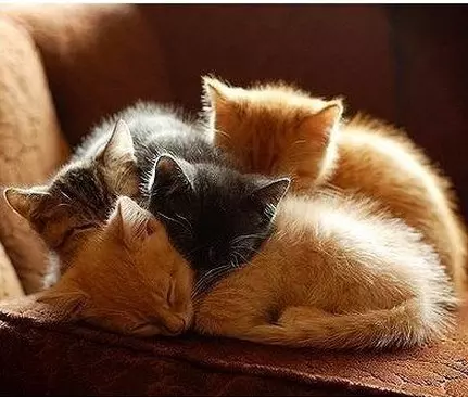 Кафе "У пани Сони"