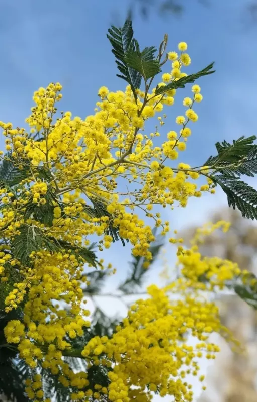 Tapтaлeтки & Ко